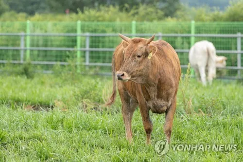 '토종' 칡소 강원 833마리로 늘어…전국 사육두수의 43% 차지