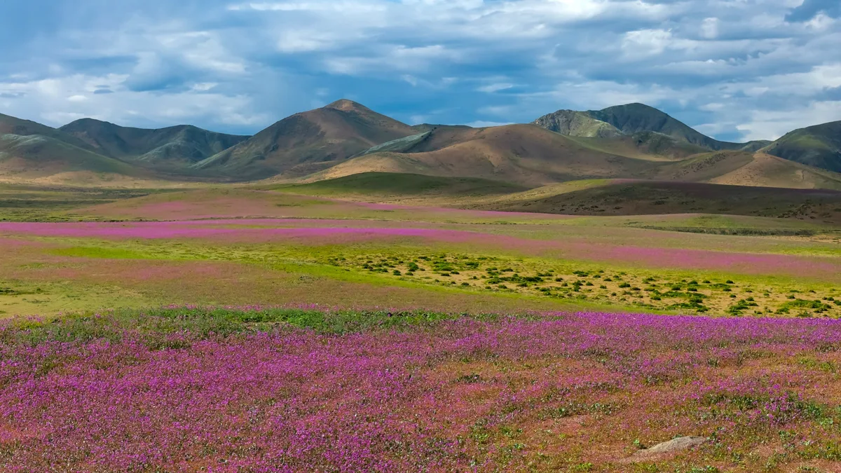 Les images du désert chilien d'Atacama transformé en tapis de fleurs après les pluies exceptionnelles provoquées par El Niño