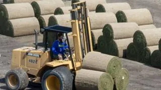 Las autoridades comienzan nuevamente la siembra de los rollos de grama en la pista interior
