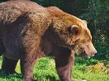 Gargantuan 1,200-pound bears pitted against each other in competition... so which is your winner?