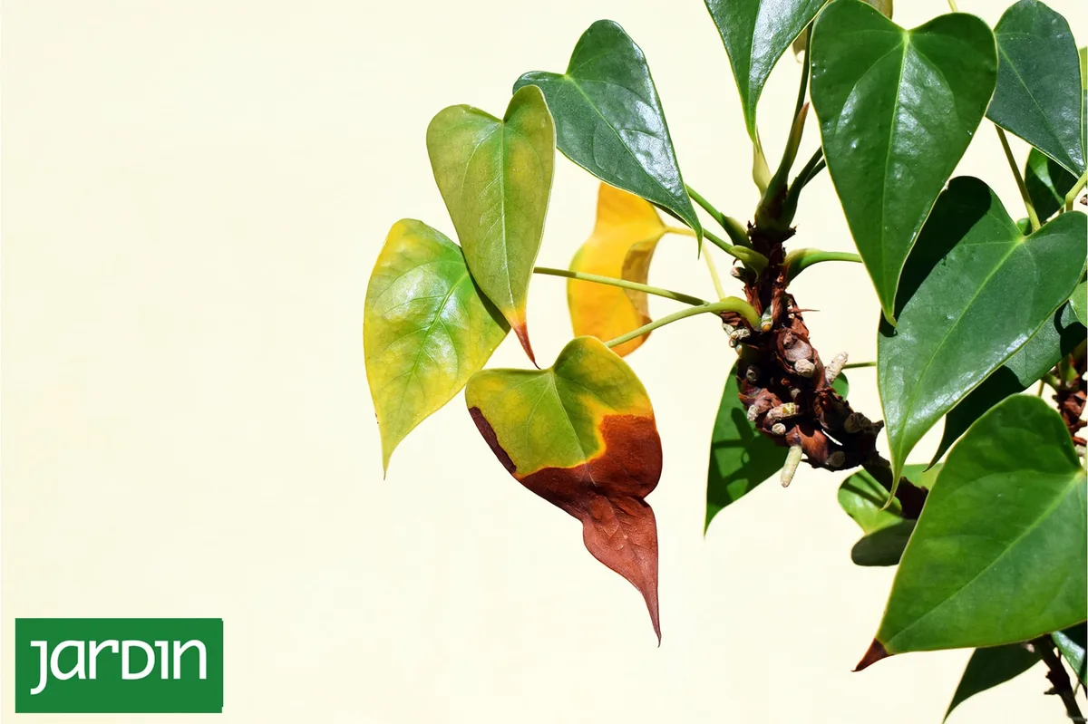 El jardín habla: 8 señales en las hojas que revelan qué le está pasando a una planta
