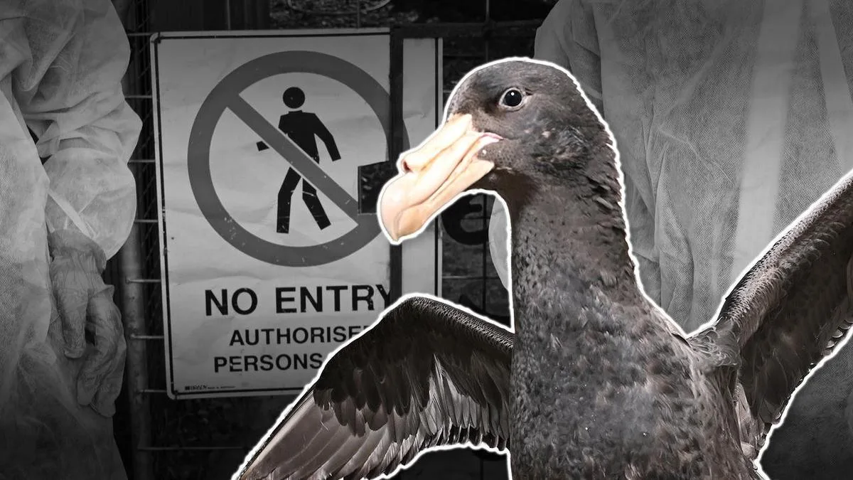 'Deeply concerning': mass deaths spark bird flu alarm