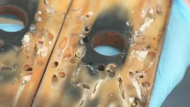 Kleine Holzbohrmuscheln - gewaltiger Schaden