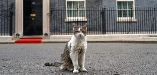 Kater Larry: Downing-Street-Maskottchen erholt sich von OP