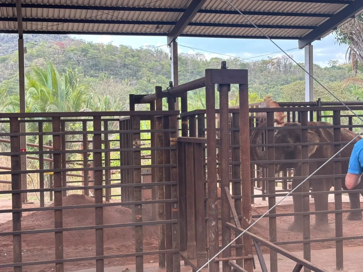 VÍDEO: elefante Sandro toma 'banho de terra' minutos após chegada em santuário de Mato Grosso