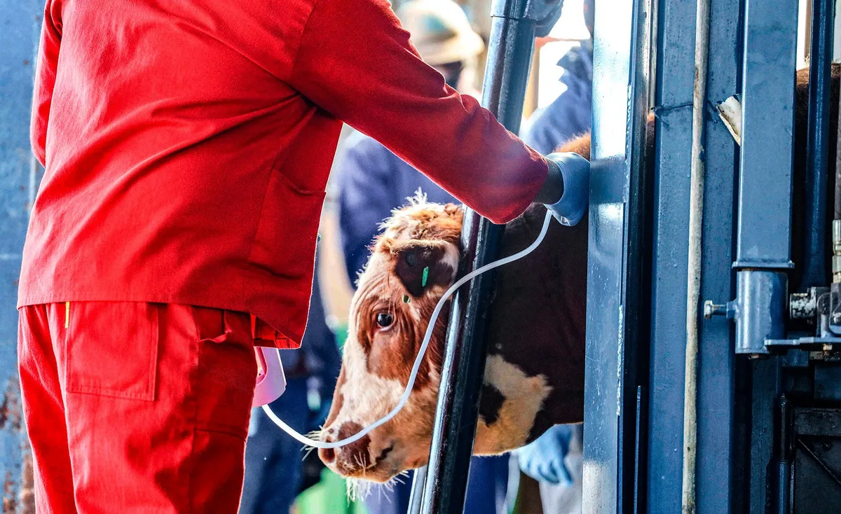VIRUS TESTING DEMAND: Farmers call for independent FMD test result verification