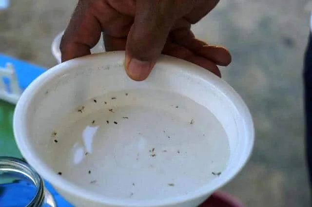 90% dos criadouros de Aedes aegypti estão dentro de casa, em Rio Branco