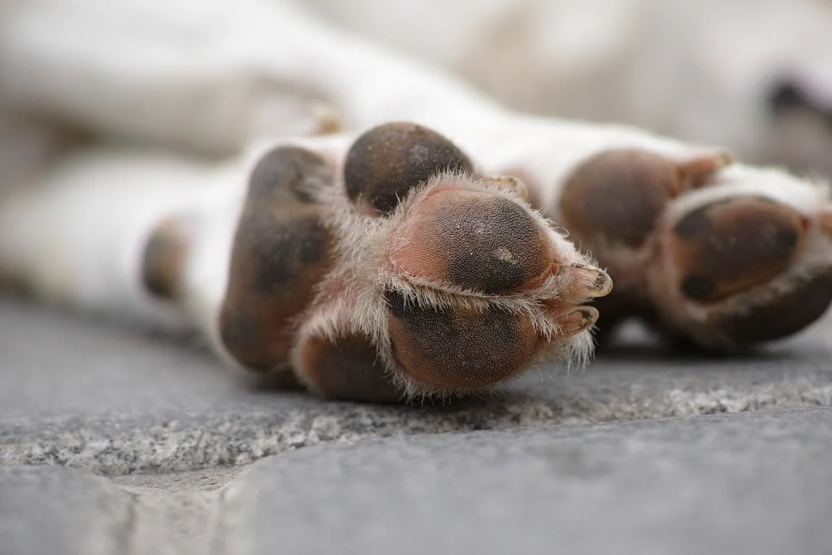 Mãe que pagou R$ 100 para homem matar cachorro da filha em SC não aceitava cão em casa; entenda