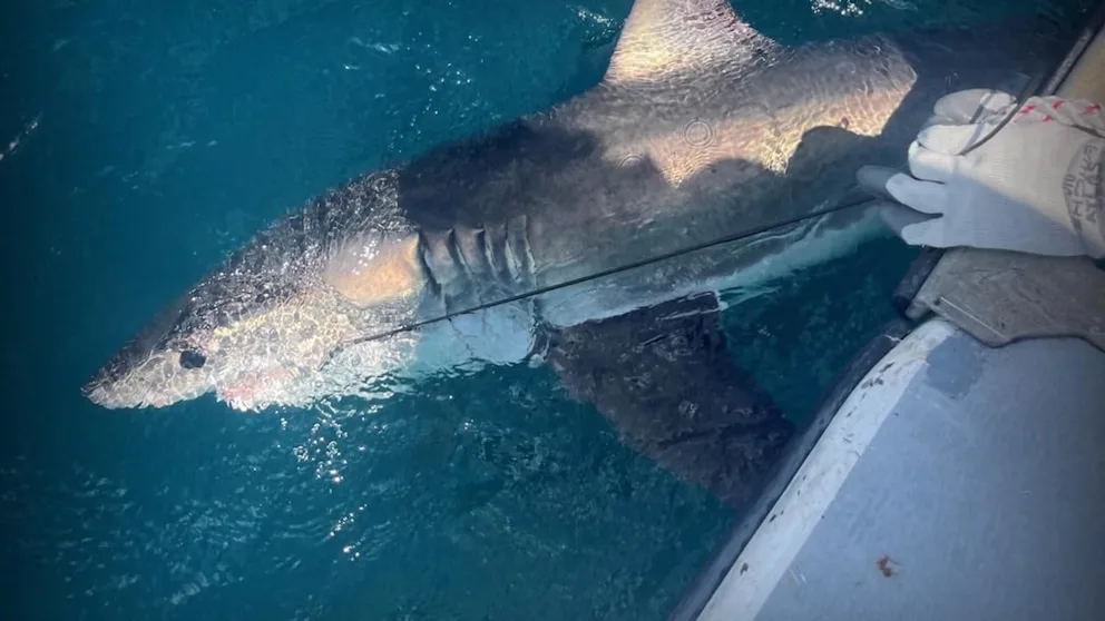 WATCH: Great white sharks could help predict hurricanes?