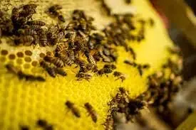 Tiny bees, big job: tracking pesticide pollution in Africa’s water