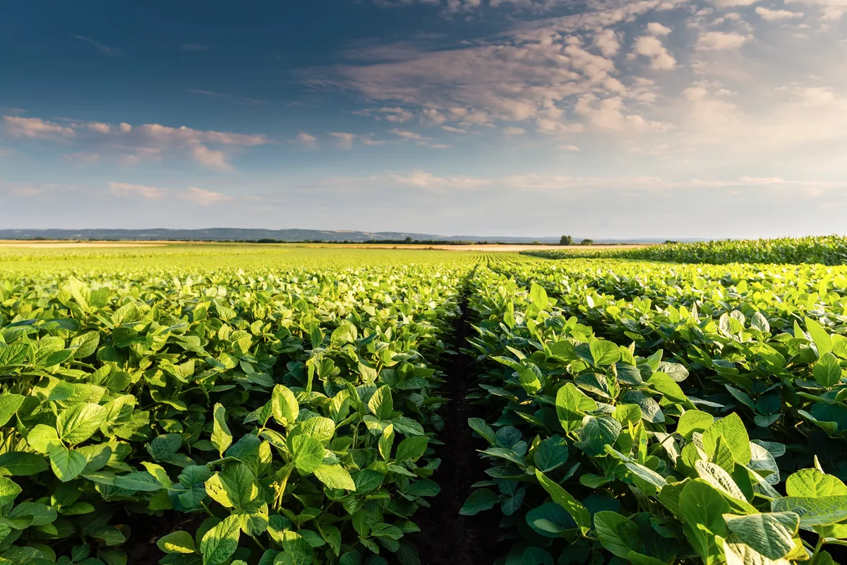 Yara amplia presença em bioinsumos e foliares para aumentar potencial produtivo e resiliência das plantas