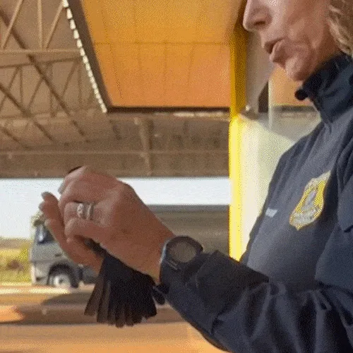 PRF de MS salva passarinho e vídeo revela paixão que já rendeu 850 registros