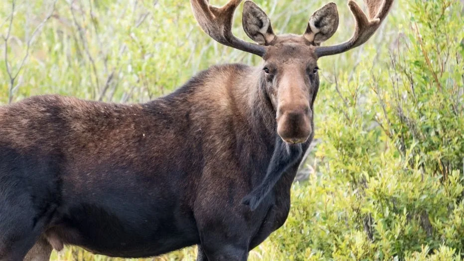 Big Sky, Montana wildlife encounter caught on video as moose charges toward woman and her dogs