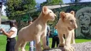 Venezuela e India acuerdan plan de conservación de la fauna silvestre