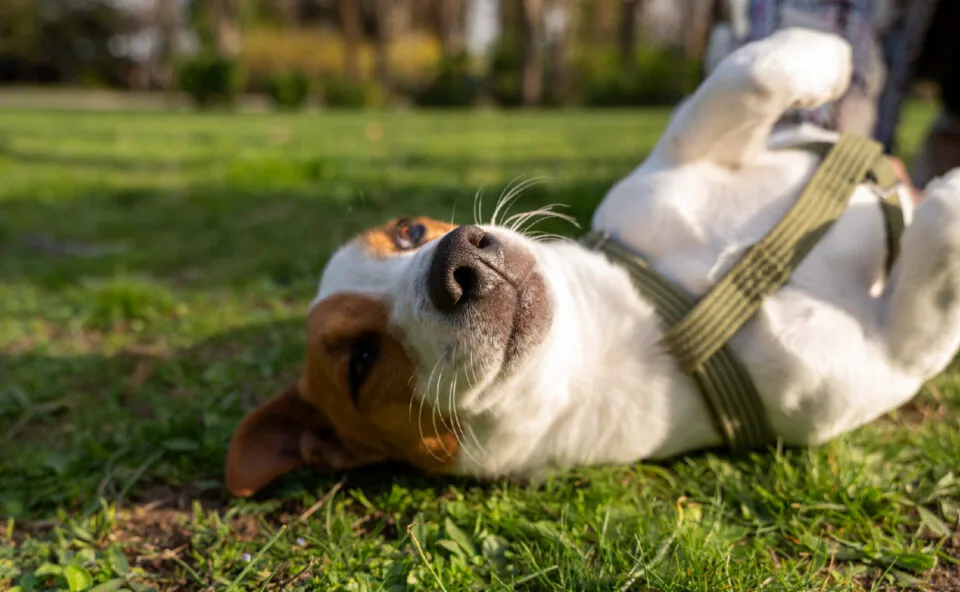 Lei de Bem-Estar Animal está em vigor e proíbe diversas atividades para cães e gatos; veja a lista