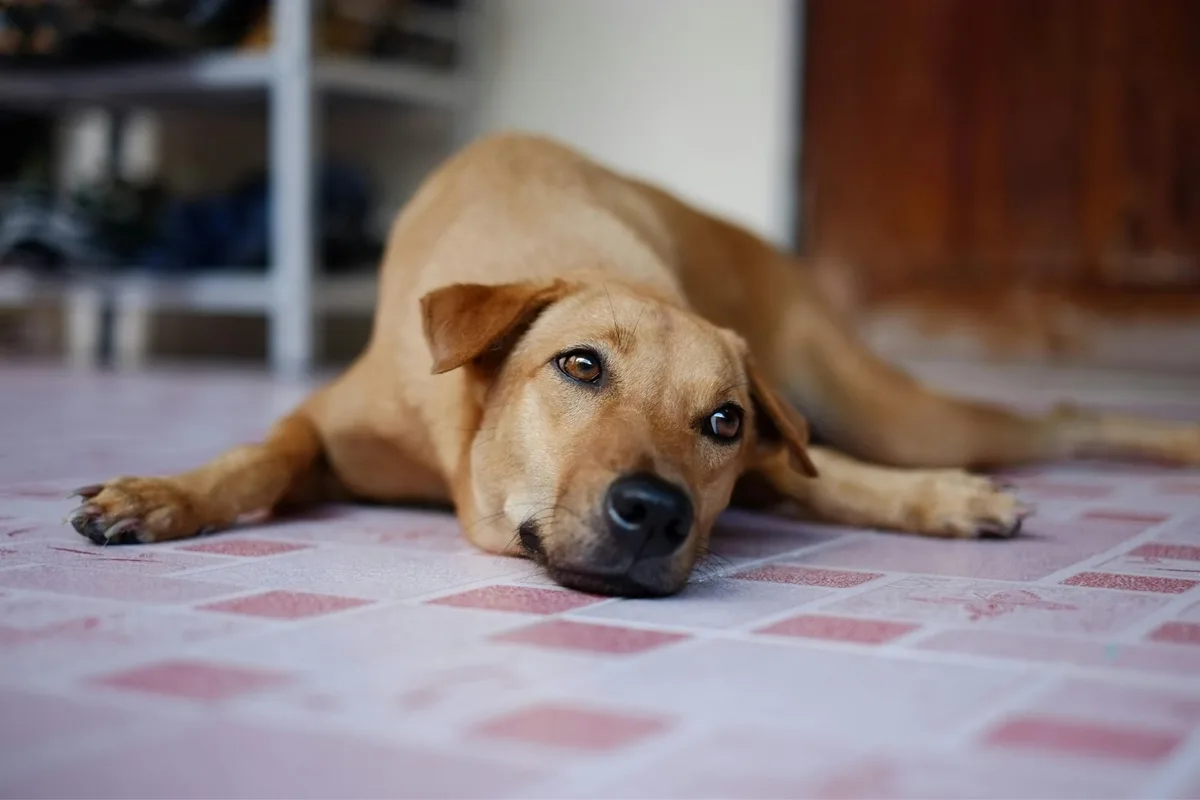 Michael Bailey, veterinario en EE.UU.: “Si hace demasiado calor para ti, definitivamente tu mascota también”