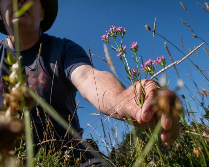 ‘I love it. It’s hope’: the mysterious self-willed wildflower meadow that seeded itself