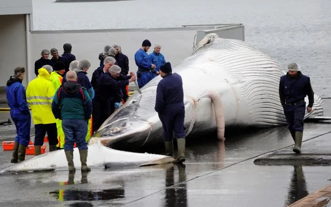Avec un projet d’interdiction, bientôt la fin de la chasse à la baleine en Islande ?