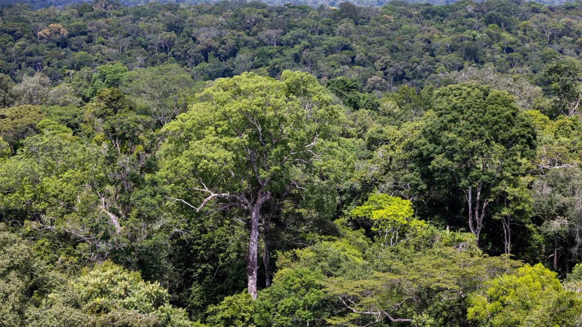 El Niño: Härtetest für den Amazonas