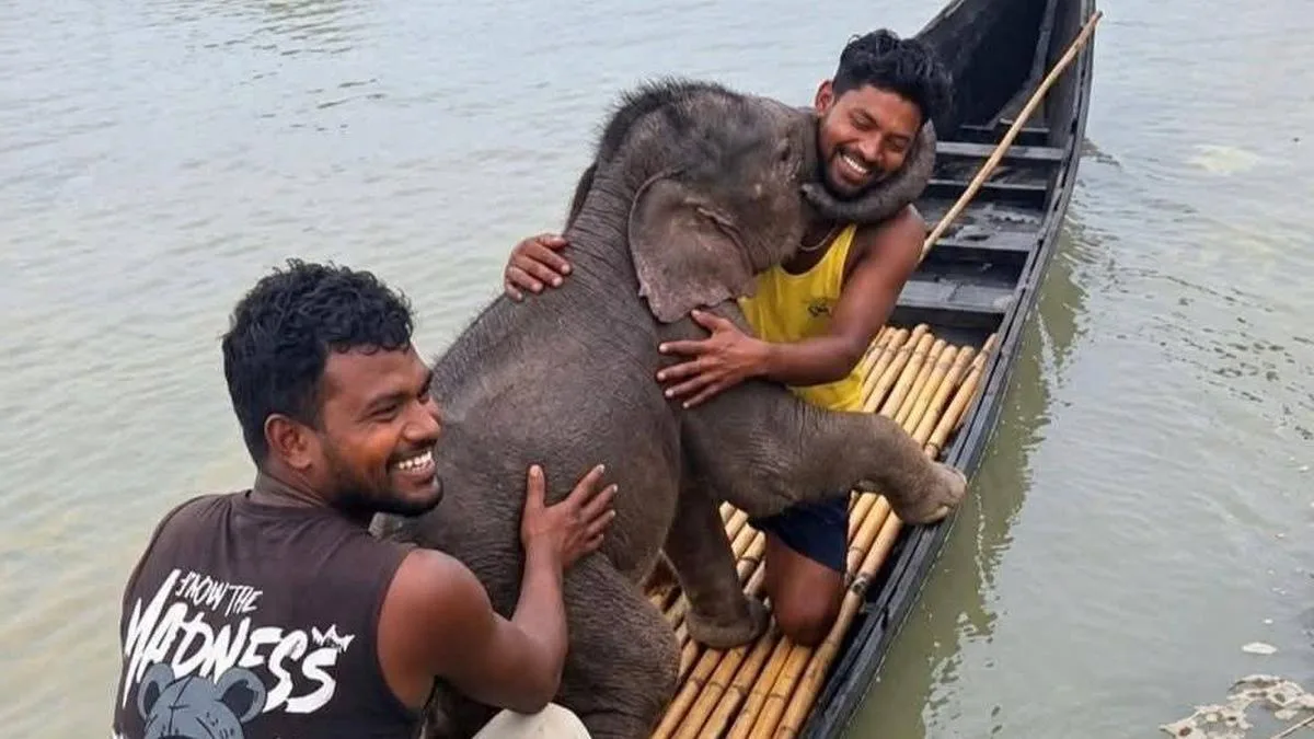 Elephant calf swept away in Teesta rescued by fishermen, reunited with mother