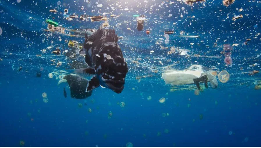 Pesquisadores encontram poluentes industriais, pesticidas e remédios em milhares de amostras de água do mar