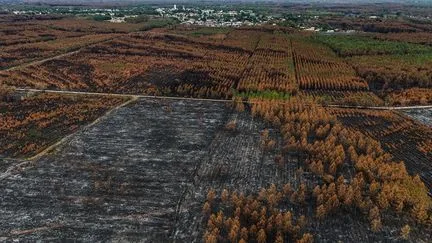 Près de deux millions d'euros d'aide ont été versés aux travailleurs indépendants, après les incendies en Gironde et dans les Landes