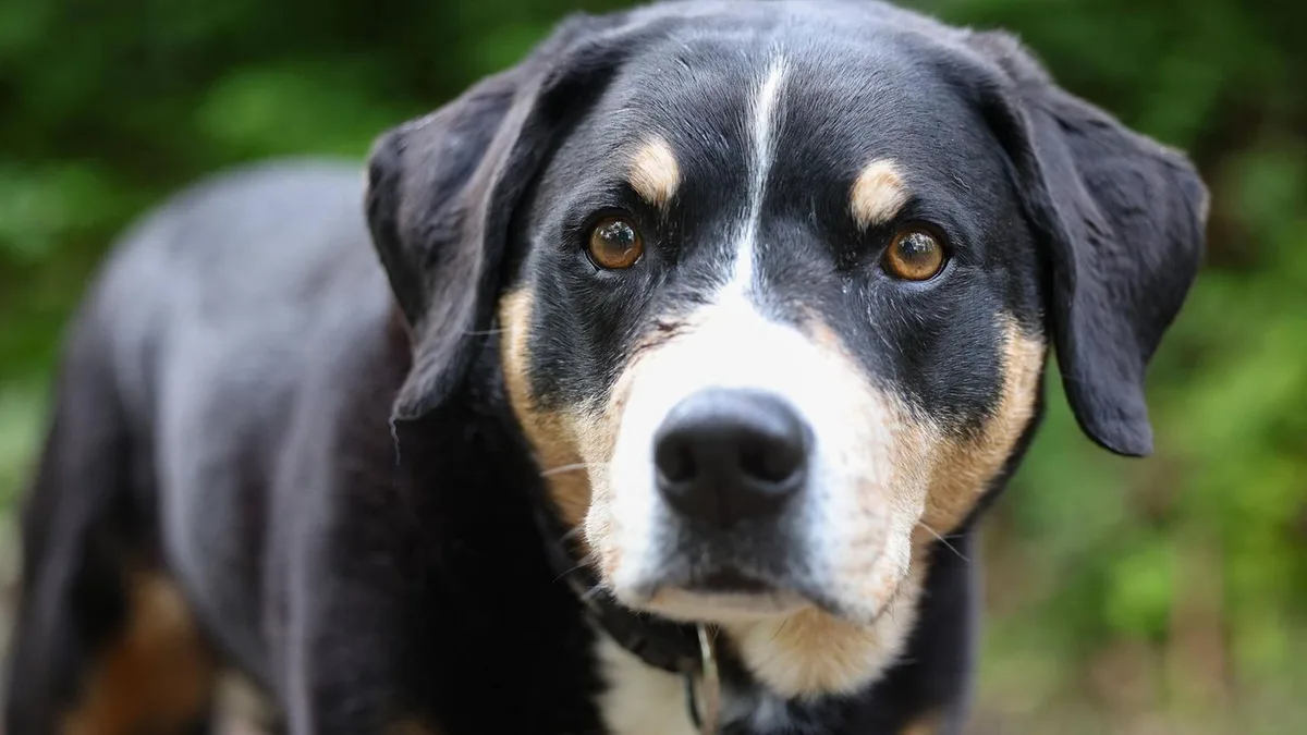 Tierpsychologie: Warum man Hunde besser nicht am Kopf streichelt