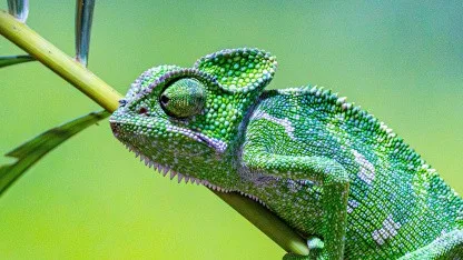 Neuausrichtung: Suse unterbreitet Angebote zum freiwilligen Ausscheiden