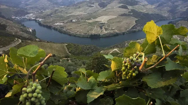 Governo apoia viticultores do Douro com 12 milhões: Como funciona?