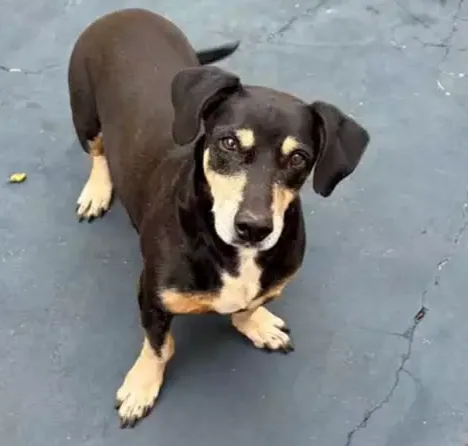 Tutora procura por Trovão, cãozinho idoso e com tumor no baço