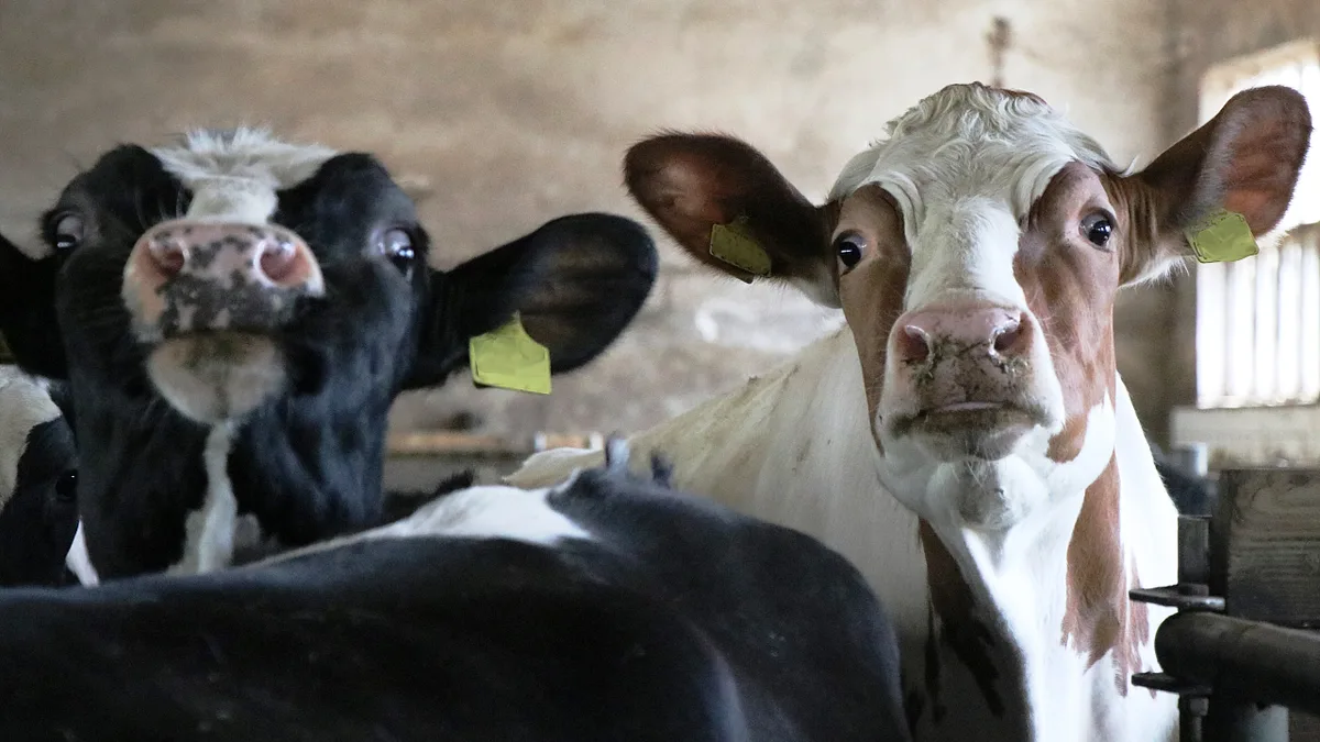 Tierseuchen: Die Biowaffen aus dem Stall