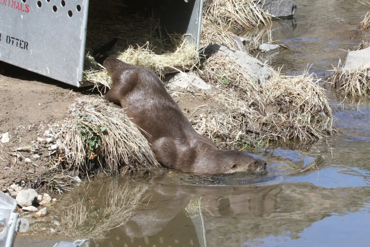 Sorpresa en Nueva York: el animal salvaje que fue avistado en el Bronx y marca su regreso tras más de 100 años