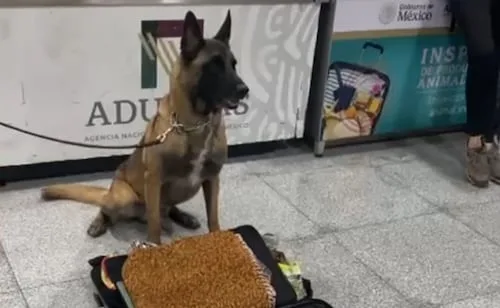 Max IV, binomio canino del AICM, realiza dos aseguramientos en un mismo día; detecta 245 kg de metanfetamina