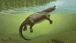 Jurassic fossil reveals early mammaliaform adaptations