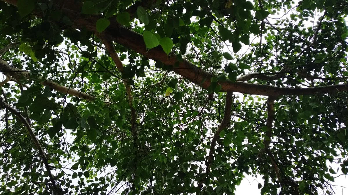 Villagers in Telangana wage a war to protect 75-year-old Peepal tree