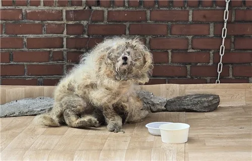 [반려동물] 반려동물 유기·파양 잇따르는데…입양책임 강화는 제자리