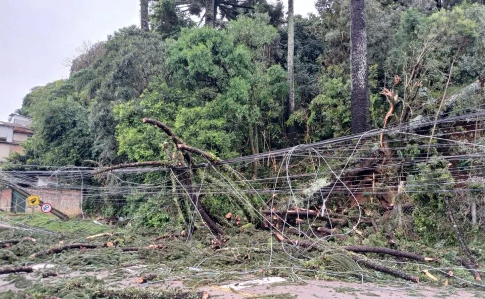Temporal causa queda de árvores, postes e desabamento de casa em Curitiba; veja estragos