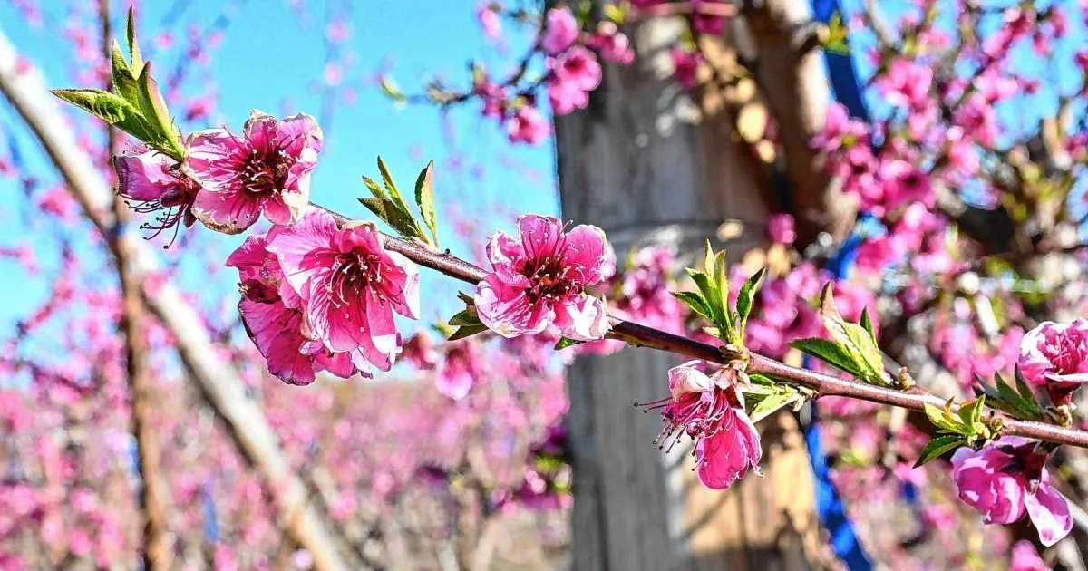 La primavera vuelve a pintar de blanco y rosa las chacras de los valles y renueva la esperanza para una nueva temporada frutícola en la Patagonia