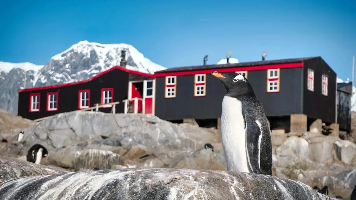 Buscan personal para contar pingüinos en la Antártida: ofrecen hasta 2500 euros, contrato por 6 meses y jornadas de 9 horas