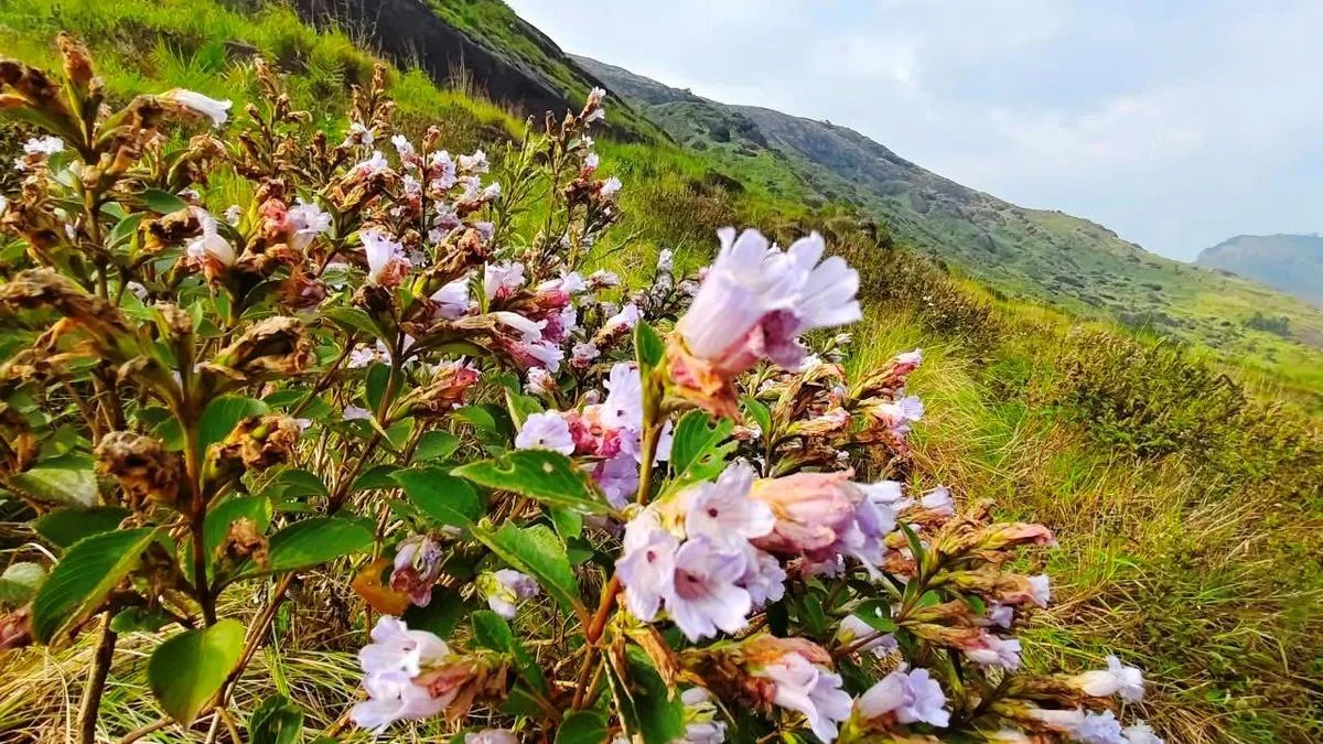 Neelakurinji season concludes in Chokramudy and Korandakkad