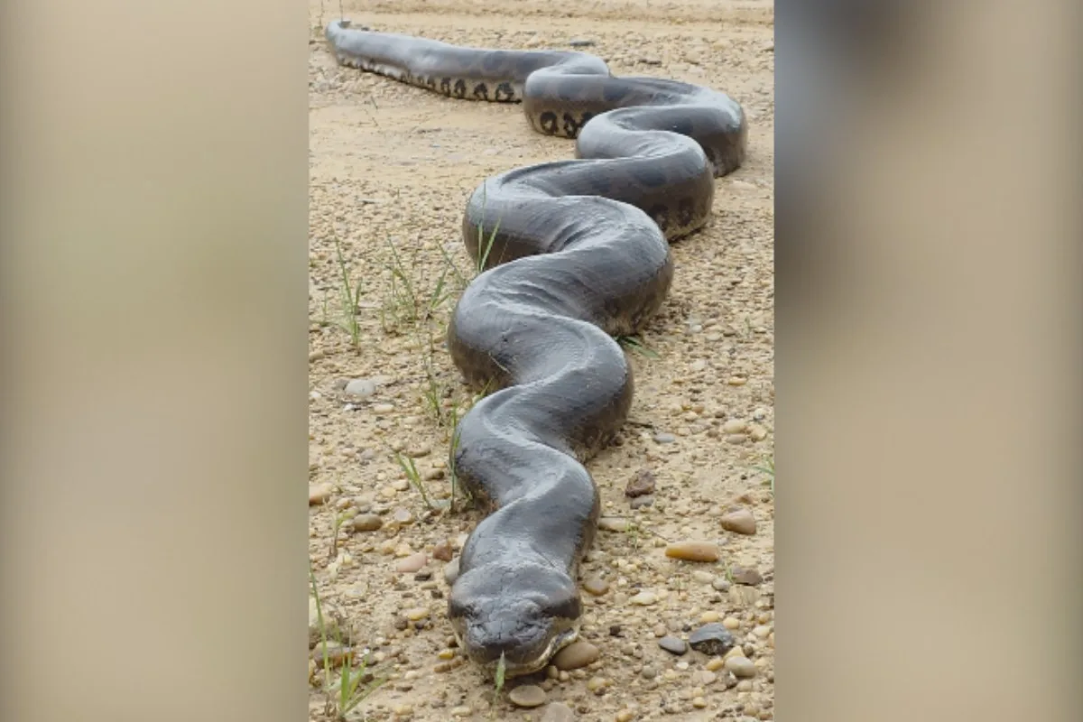 Fotógrafo fica cara a cara com sucuri gigante em parque de MS: ‘animal imponente’
