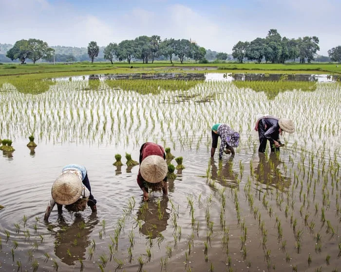 Peasants by Maryam Aslany review – why an ancient way of life may hold the key to our future