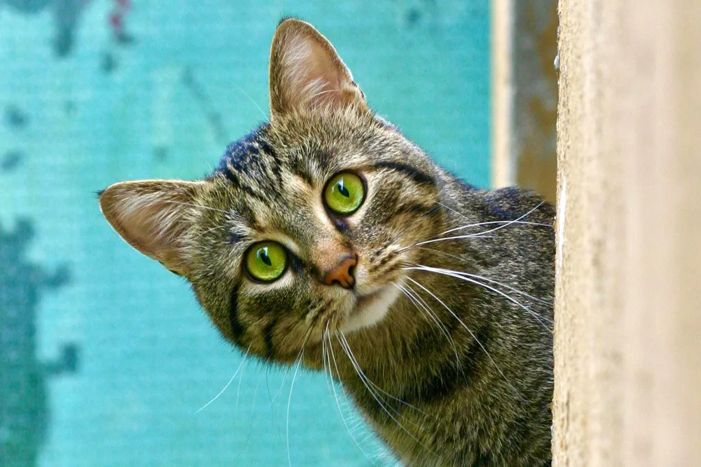 Por que os gatos têm bigodes tão longos?