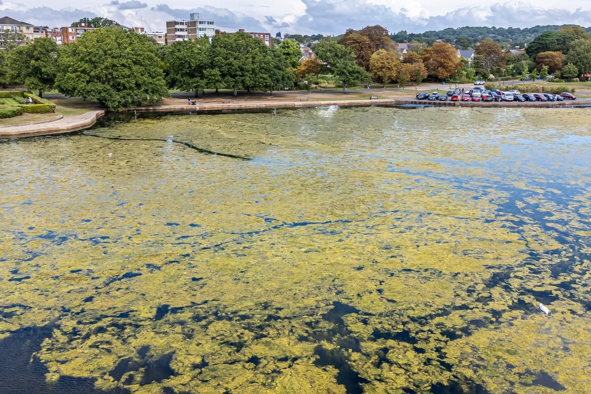 Picturesque boating lake in Dorset overwhelmed with green slime