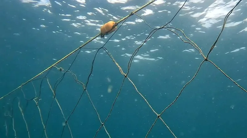 Shark nets rolled out at NSW beaches