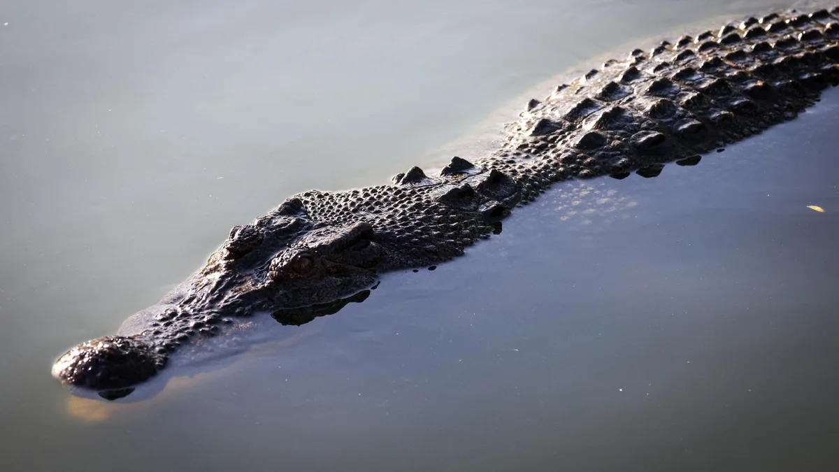 Aux JO 2032, les épreuves d’aviron et de canoë vont se dérouler sur un fleuve abritant des crocodiles