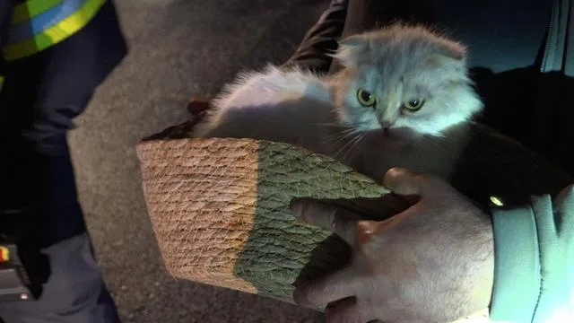 Eppelborn: Feuerwehr rettet Katze aus brennendem Doppelhaus