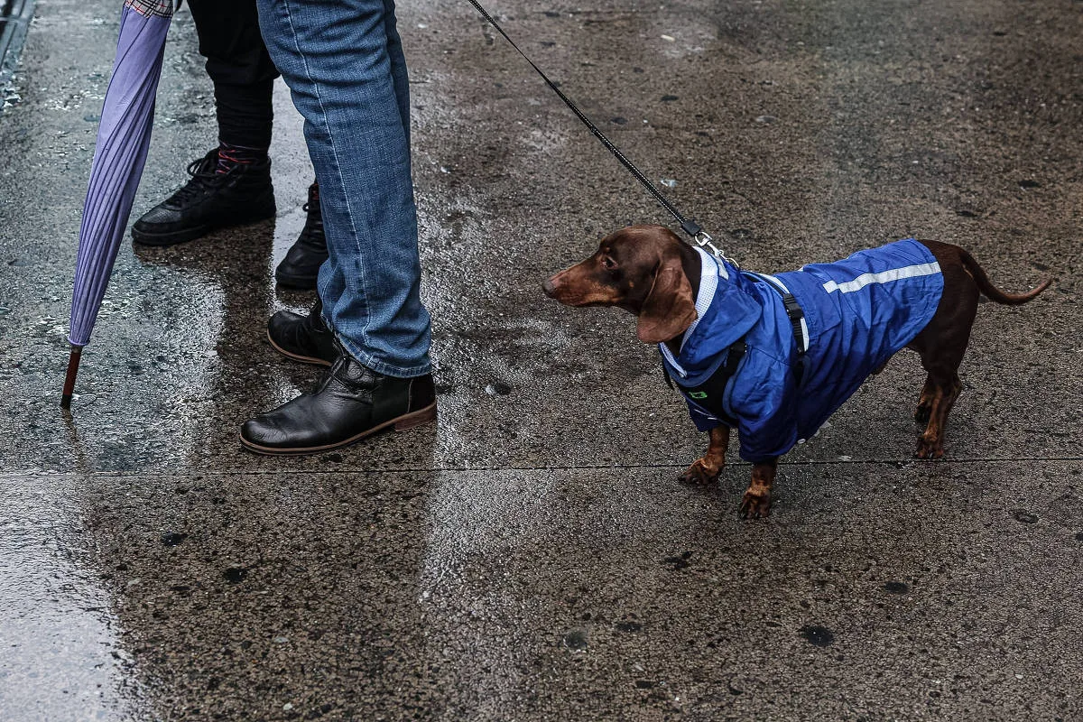 Lugar de cocô de cachorro não é na sola de sapato