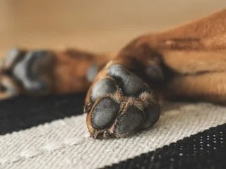 Deux chiots abandonnés en pleine nature dans l’Aube, la responsable de la fourrière veut porter plainte