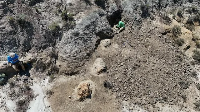 Tyrannosaurus Rex: Forschende entdecken 66,5 Millionen Jahre alte Spur eines T-Rex